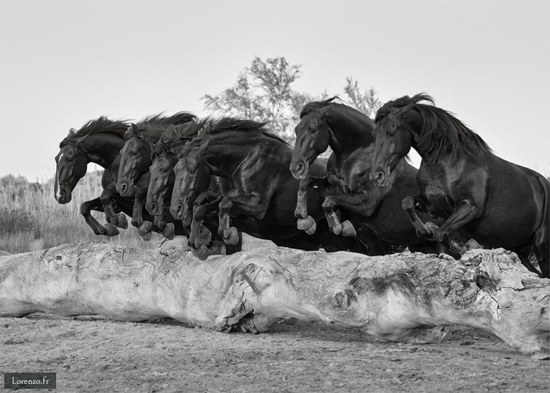 Heitz - Black Beauties