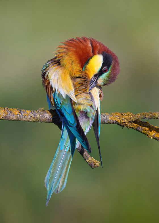 Heitz - European Bee-eater