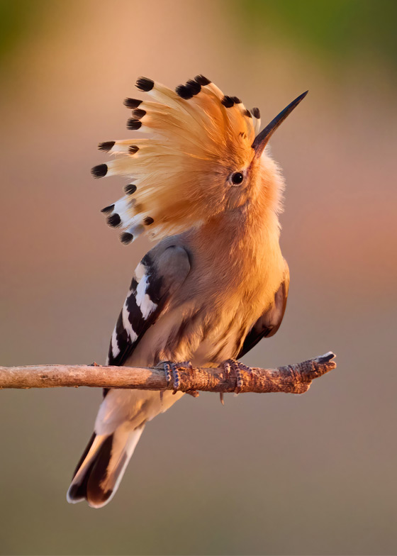 Heitz - European Hoopoe