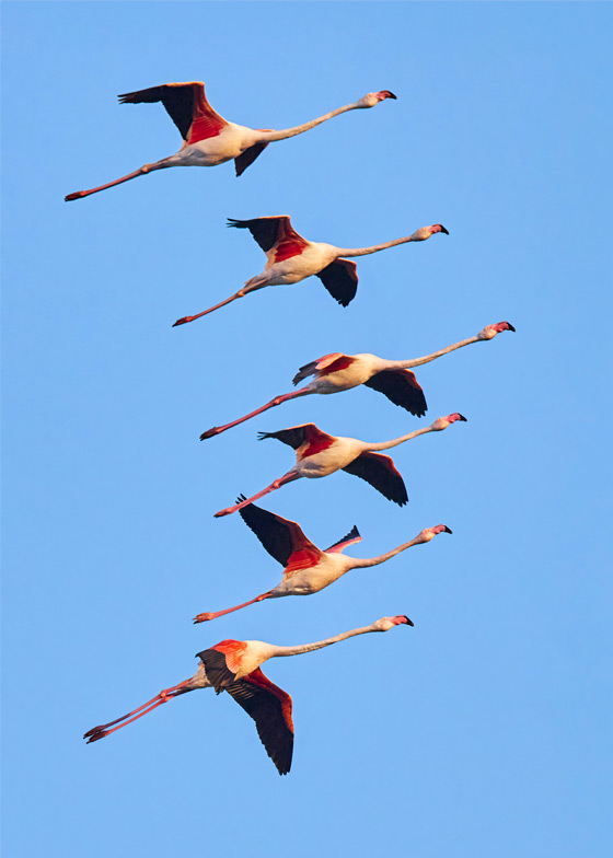Heitz - Greater Flamingos