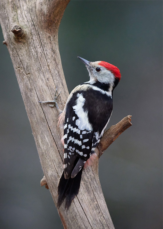 Heitz - Middle Spotted Woodpecker
