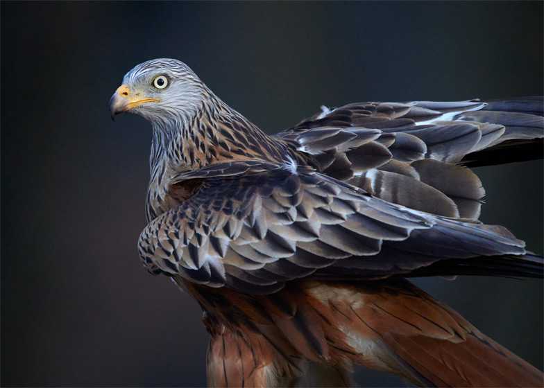 Heitz - Red Kite 1
