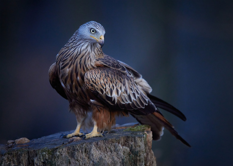 Heitz - Red Kite 2