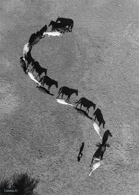 Heitz - S of Shadows