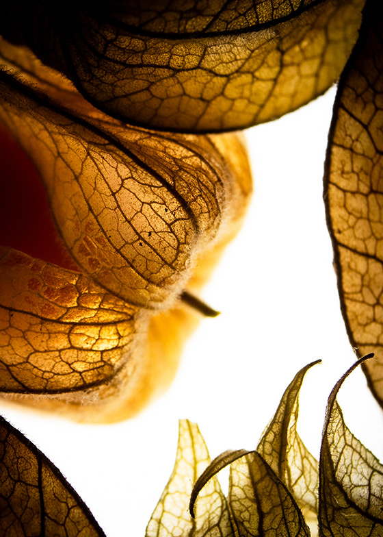 Vemodet - Golden berry