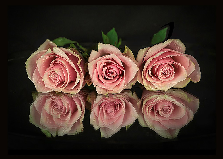 EvaSoderberg - Pretty roses